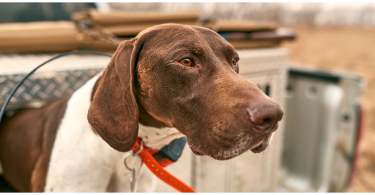 a hunting dog wearing an electronic collar