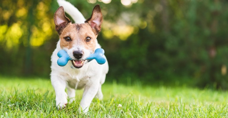 A nibbler dog playing with a chew toy