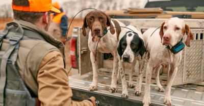 Conservation At SCHEELS: A Pheasants Forever & Quail Forever Collabora ...