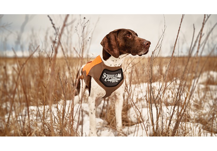 Bird dog standing at attention in field. 