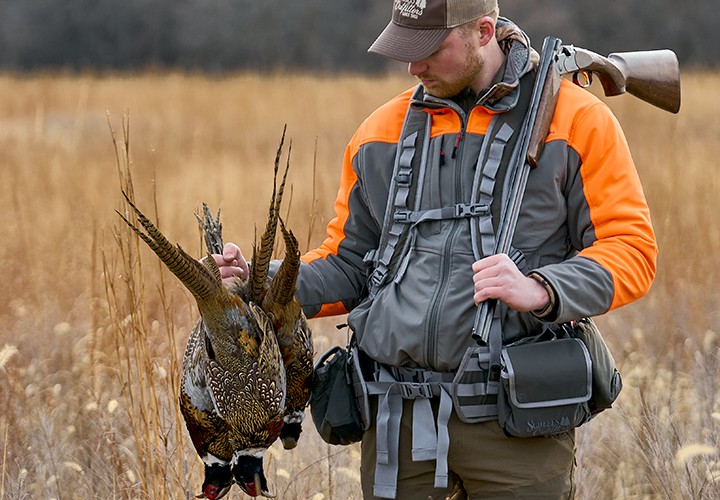 Upland Hunter holding limit of rooster pheasants. 