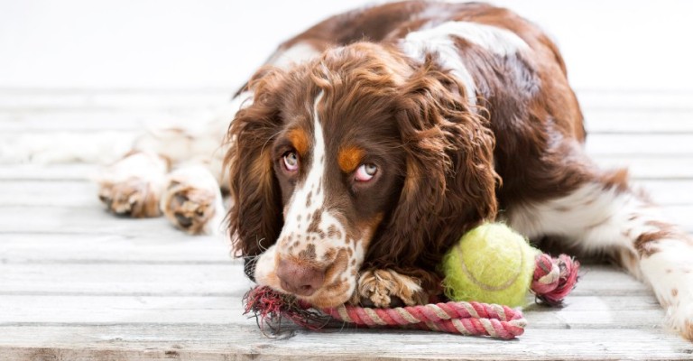 Senior dog with toys