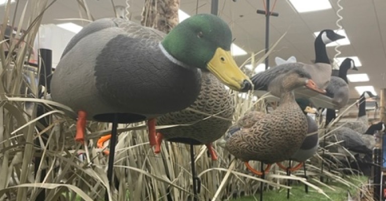 duck decoys at eau claire scheels hunting shop