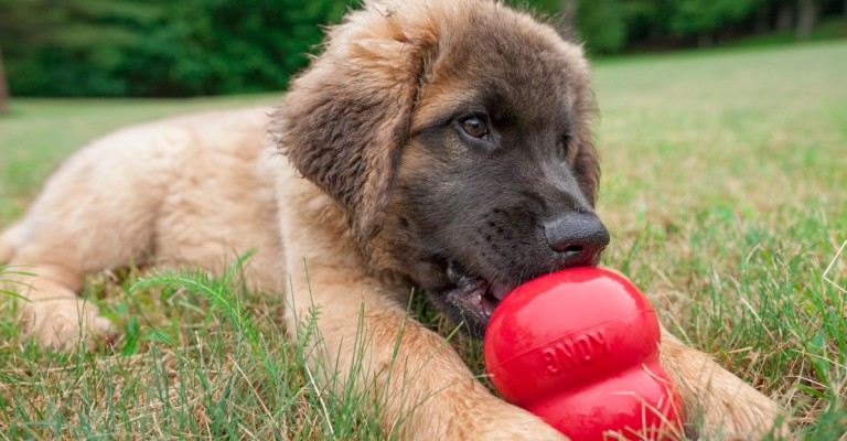 Puppy playing with a Kong chew toy