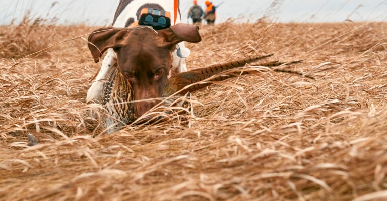 hunting dog with pheasant in mouth