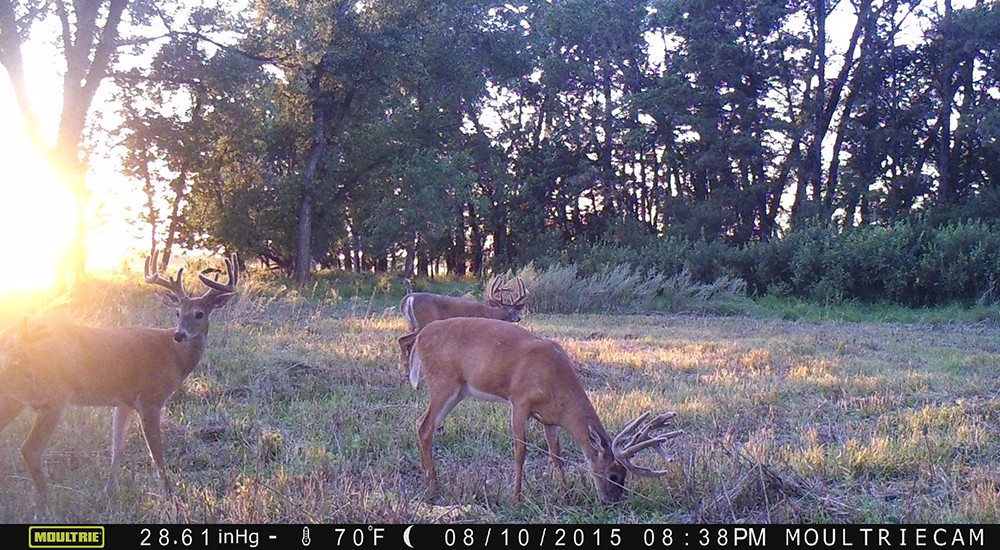 Image captured by a trail camera