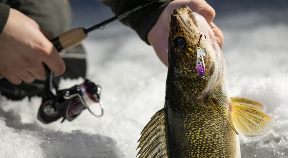 walleye caught through ice